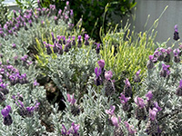 世田谷区I邸テラス