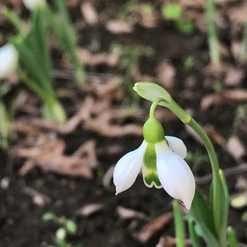 スノードロップ