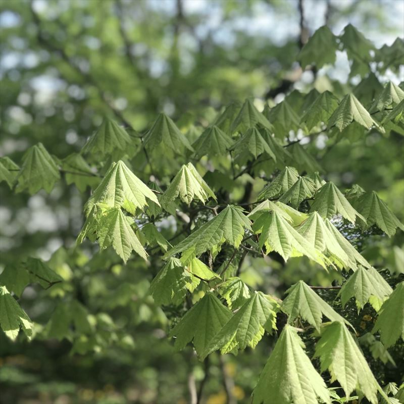 樹木カエデ