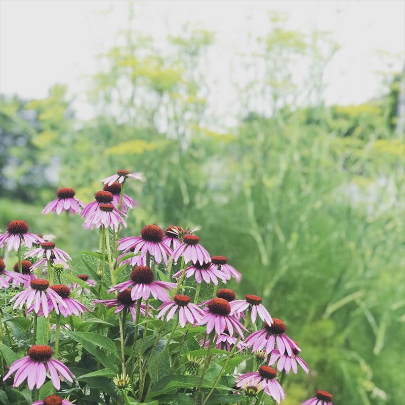 エキナセア・パープレア