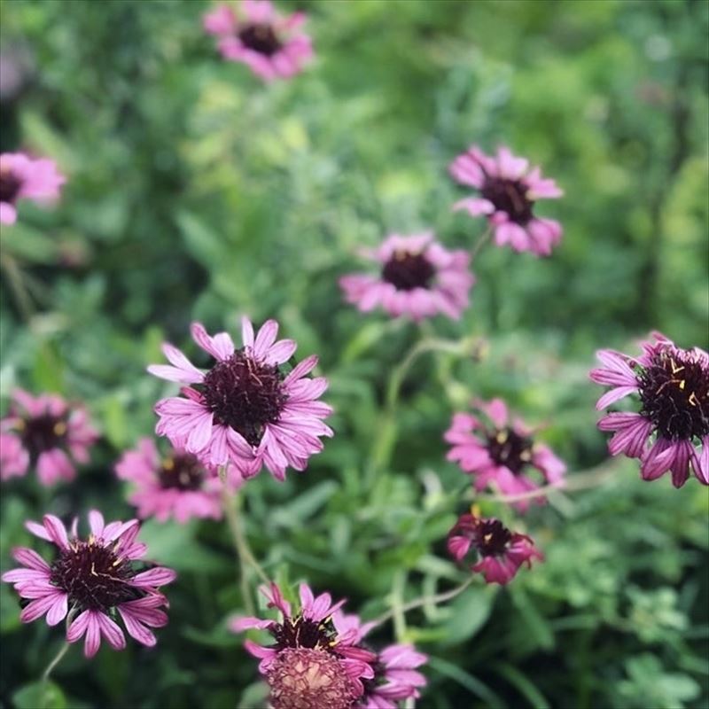 ガイラルディア•グレープセンセーション