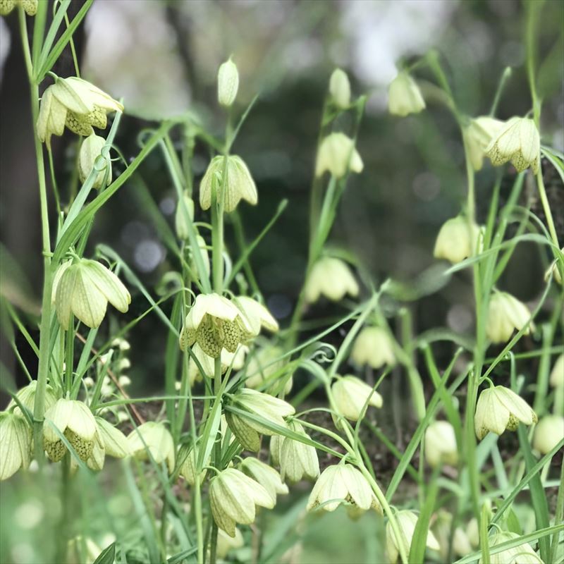 フリチラリア・ツンベルギー