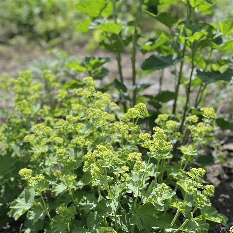 レディースマントル