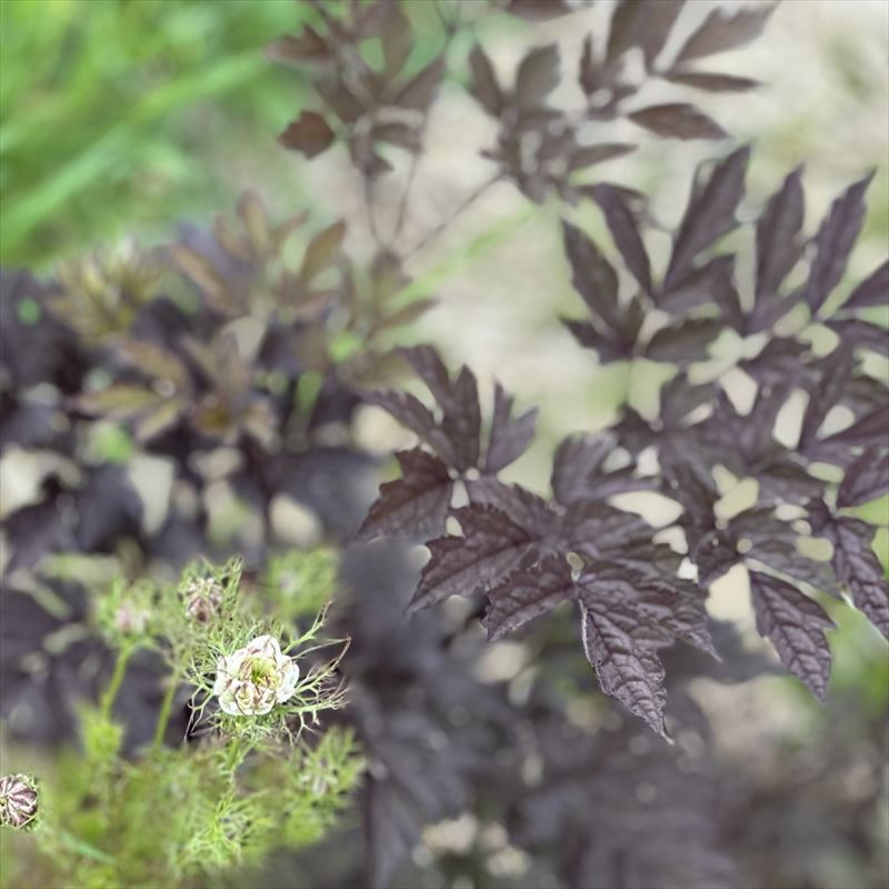 ニゲラ・アルビオン・ブラックポッドとアンスリスクス・レイヴィンズウイング