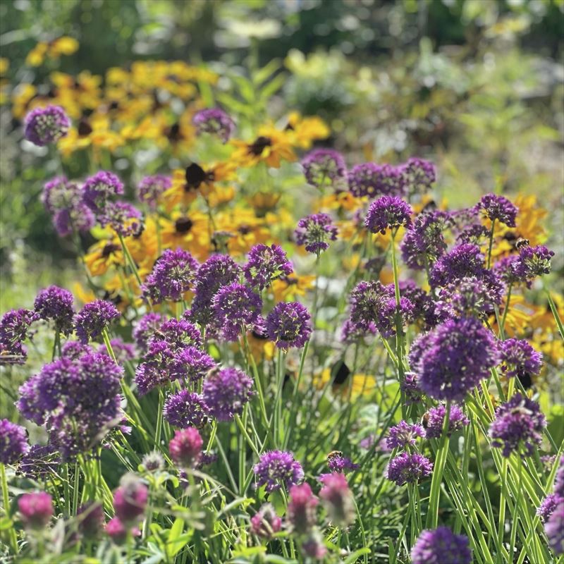 アリウム・メディウスヘアー