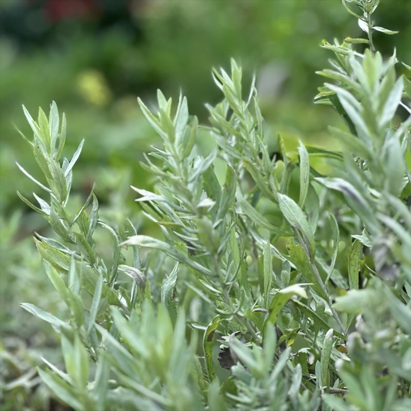 アルテミシア・ルドビシアナ