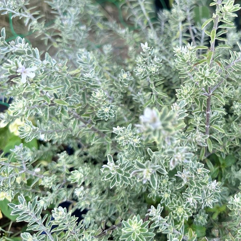 オーストラリアンローズマリー