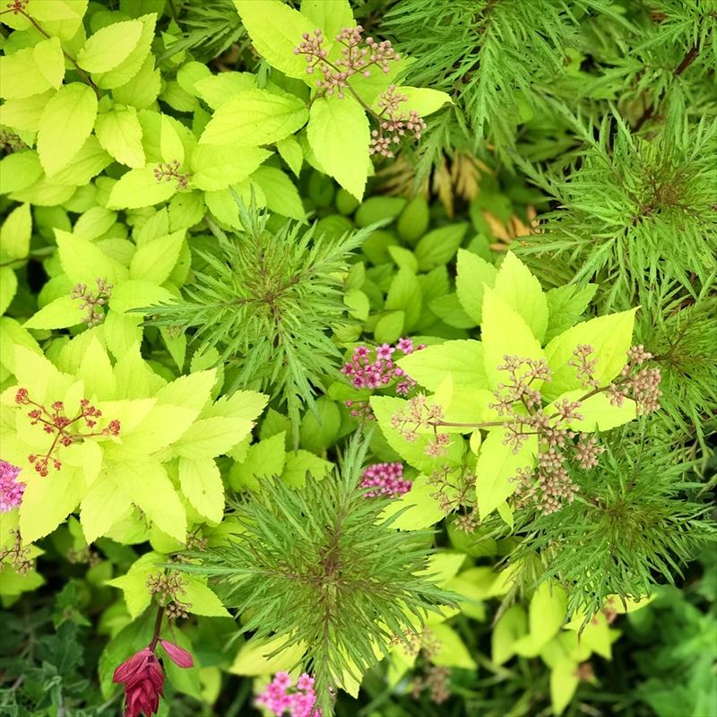 シモツケ・ライムマインド