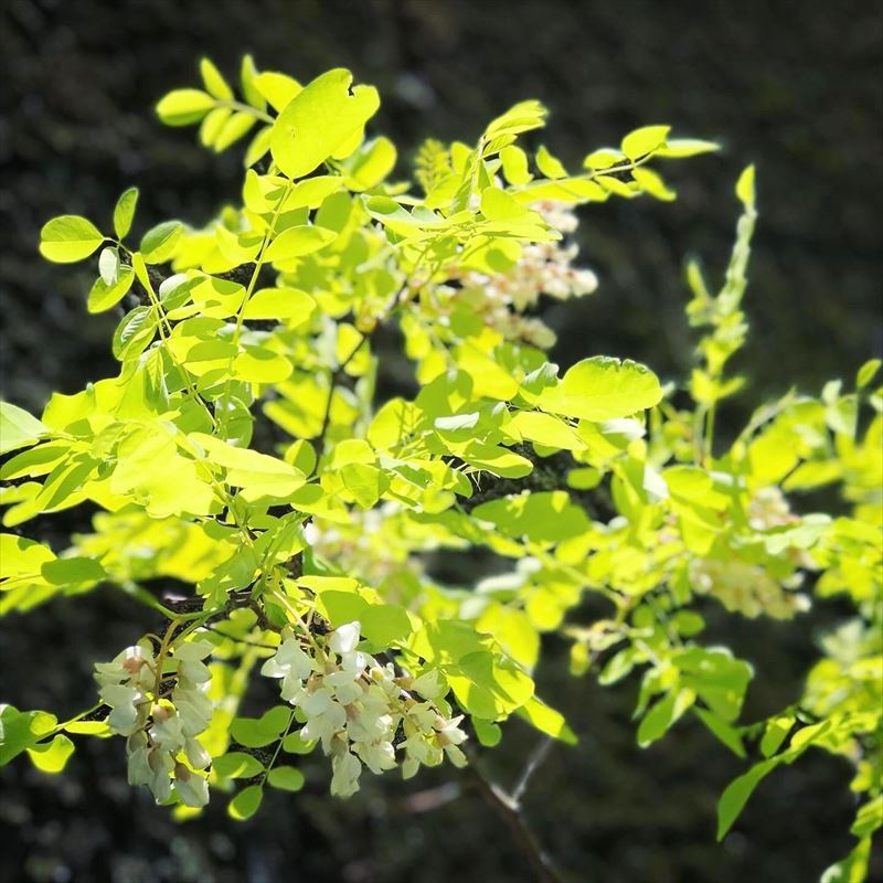 樹木ニセアカシヤ•フリージア